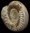 Wide Jurassic Ammonite Fossil - Madagascar #59612-2